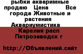 рыбки акваримные продаю › Цена ­ 30 - Все города Животные и растения » Аквариумистика   . Карелия респ.,Петрозаводск г.